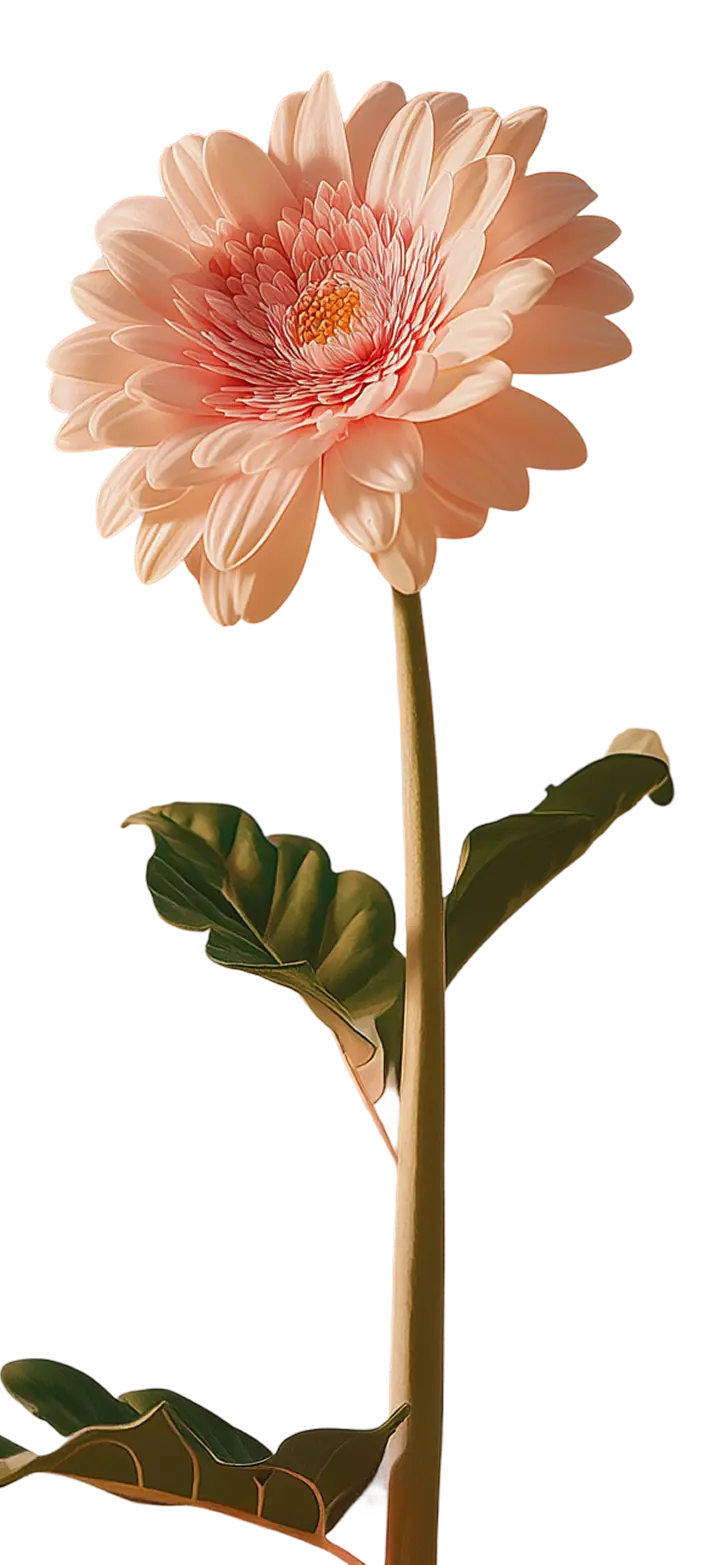 The gerbera from the investor hero, on a transparent ground.