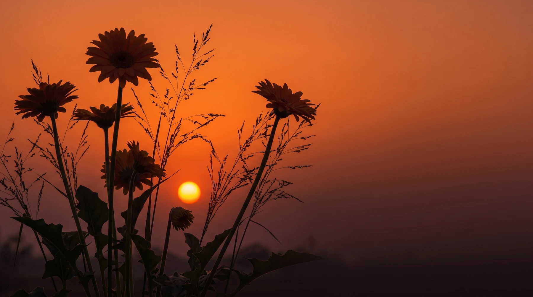 Gerbera daisies in silhouette against a deep amber dusk, the sun glowing low between their stems.